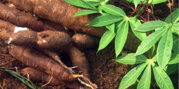 11 bienfaits du manioc pour la santé Afroculture net