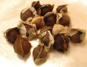 Les graines de Moringa Oleifera