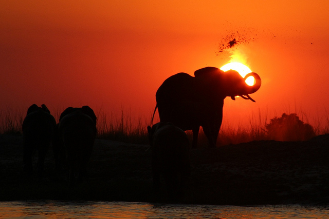 Chobe-national-park-éléphant