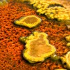 algae-beds-hotsprings-arsenic et algues extraire or