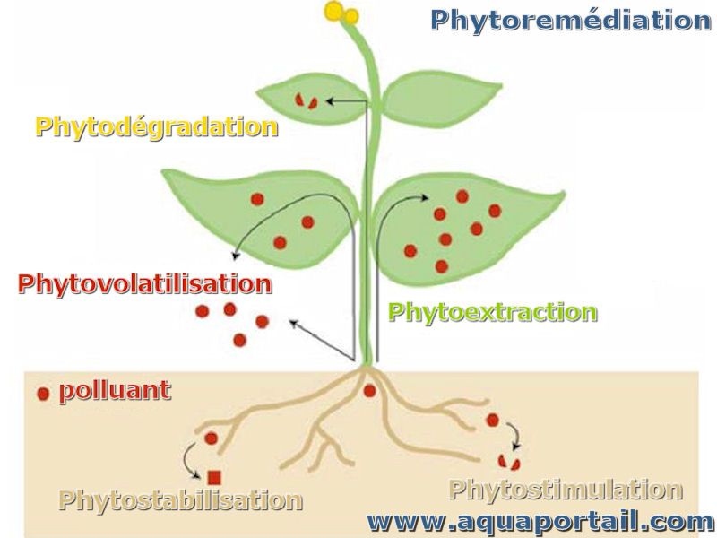 phytoremediation