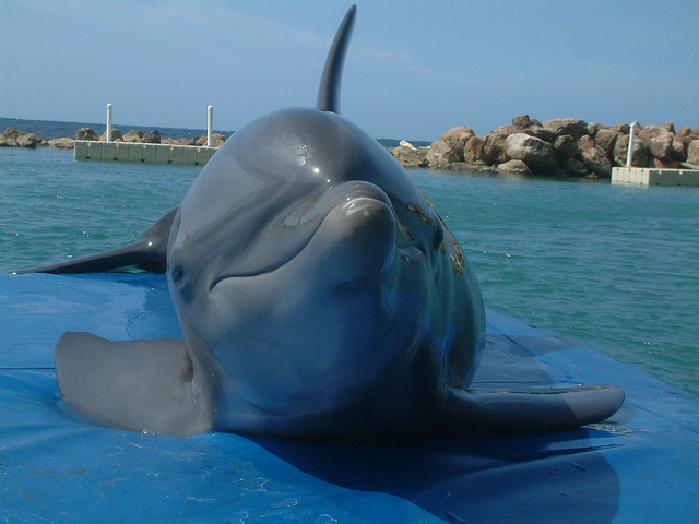 dolphins cove jamaica 5