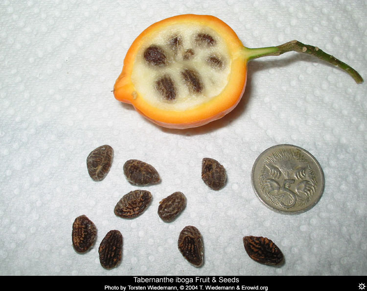 Le fruit et les graines de l'iboga - tabernanthe_iboga_fruit and seeds