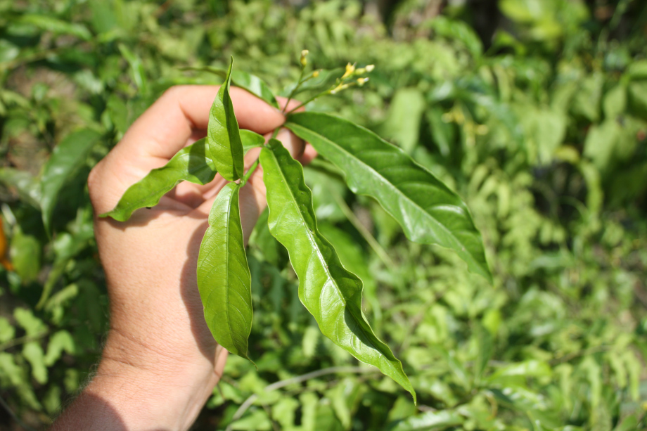 Les feuilles de l'iboga - tabernanthe iboga