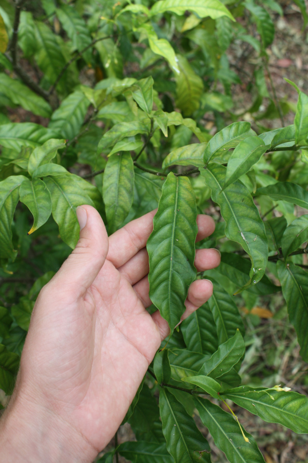 Les feuilles de l'iboga - tabernanthe iboga.jpg 2