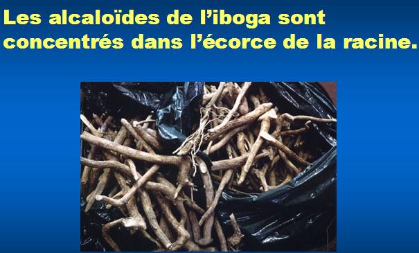 les racines de l'iboga - les alcaloides
