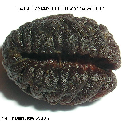 tabernanthe iboga seeds 2