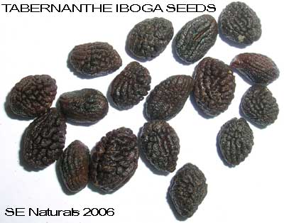 tabernanthe iboga seeds