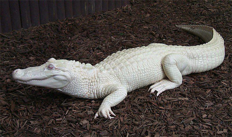 Albino Alligator (Southeast United States particularly Louisiana)