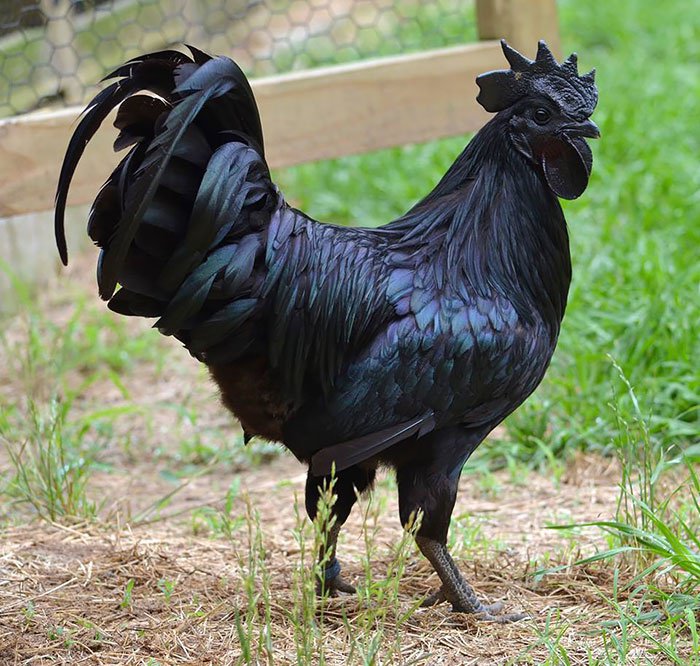 Ayam Cemani, le coq noir