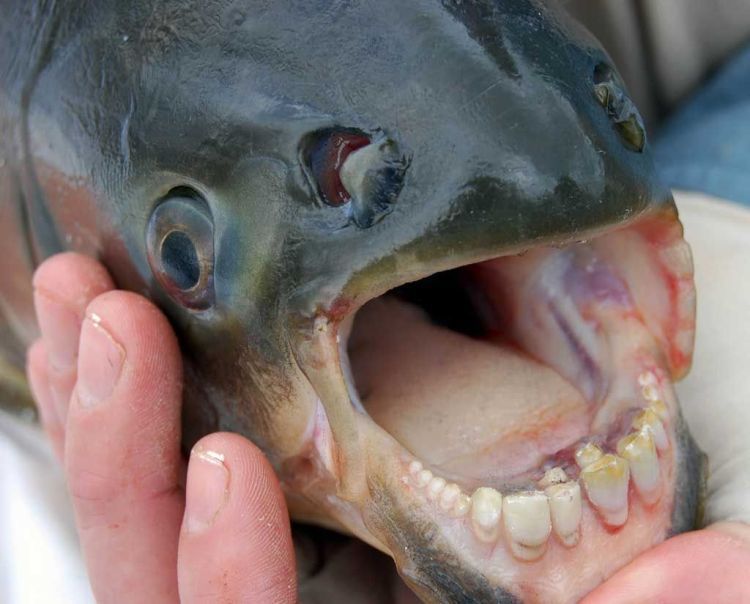 Le Pacu Fish, mangeur de testicules (oui)