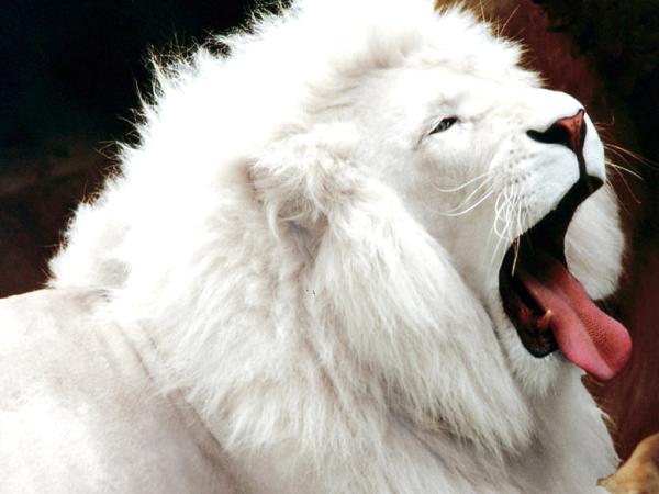 Le lion blanc