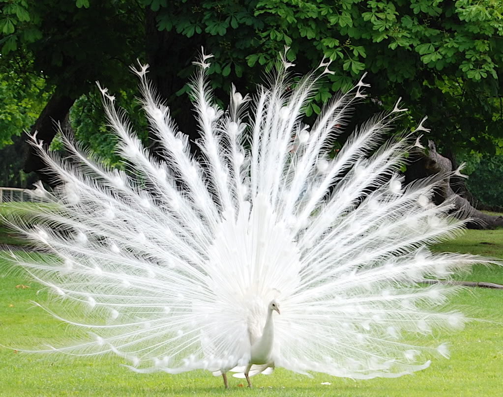 White Peacocks (Found in Grasslands of Australia and India)