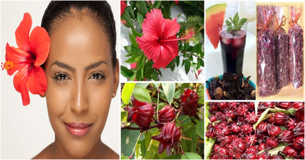 Amazing Benefits Of Hibiscus For Hair - Afroculture.net