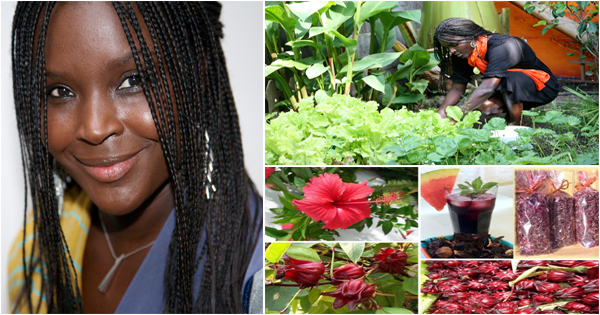 Maguette Wade Successful Senegalese Entrepreneur Thanks To Bissap Hibiscus Afroculture Net