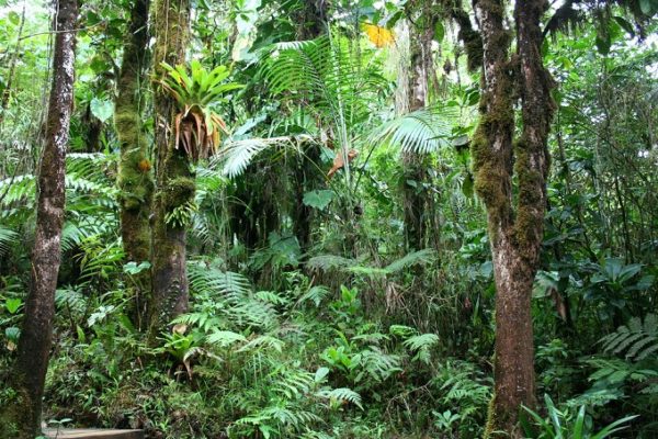 Guadeloupe National Park - Guadeloupe Travel - Afroculture.net