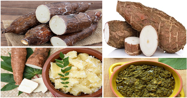 Nourriture avec extrait de manioc et haute teneur en protéines